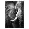 Ross Couper Animal Black and White Fine Art Photography, Wildlife Photographer, Fine art photography for Sale, Brett Gallery, Art for Home, Corporate Art, Large Format Photography, Wildlife Photography, Art Gallery, Elephant