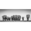 Elephant family walking