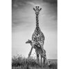 Giraffe-and-newborn-calf-Federico-Veronesi-Brett-Gallery