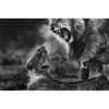 Lions'-Love-Story-Federico-Veronesi-Brett-Gallery